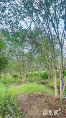 高度600厘米丛生紫薇