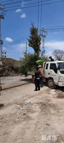 高度200厘米云杉