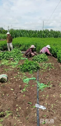 高度50厘米红王子锦带