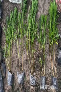 高度30厘米黄金菊