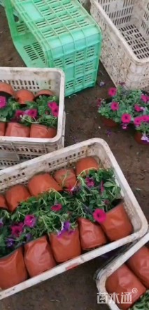 高度25厘米垂钓牵牛