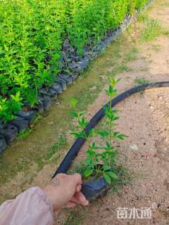 高度20厘米云南黄馨