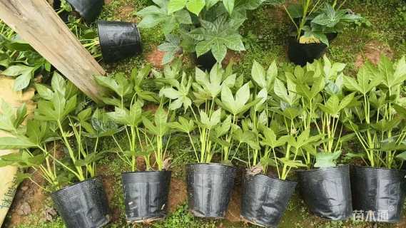 高度50厘米八角金盘