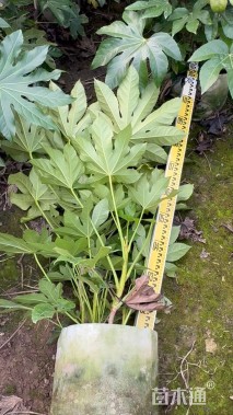 高度80厘米八角金盘