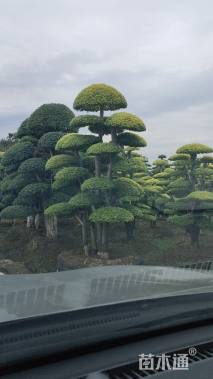 15公分造型亮晶女贞