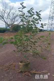 高度80厘米茶叶苗