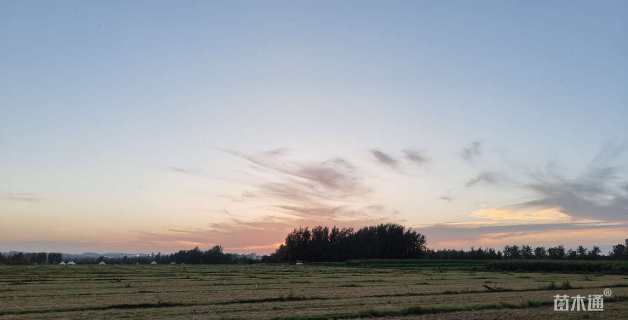 高度10厘米麦冬