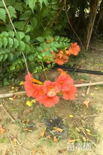 250厘米美国凌霄