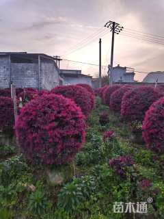 冠幅100厘米红花继木球