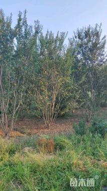 高度350厘米丛生紫薇