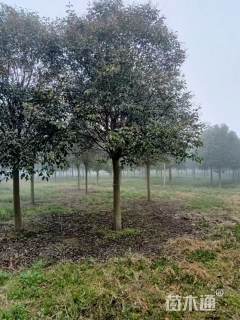 20公分大叶女贞