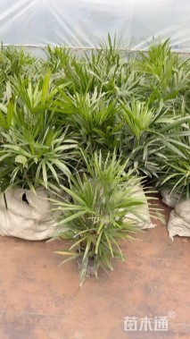 裸干高20厘米矮棕竹