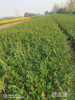 高度60厘米水蜡