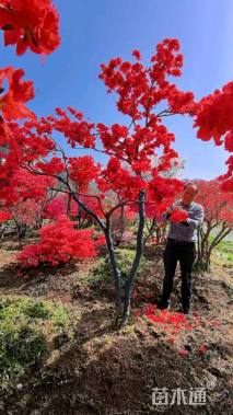 高度250厘米映山红
