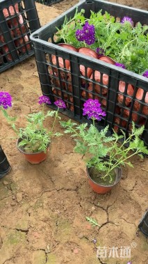 高度18厘米美女樱