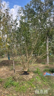 高度350厘米丛生胡柚