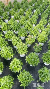 高度20厘米风铃草