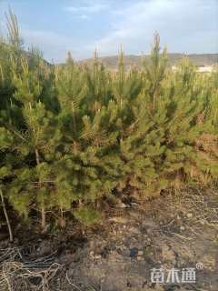 高度400厘米油松