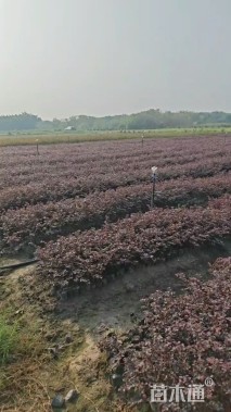 高度40厘米红花继木小苗