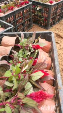 高度15厘米鸡冠花