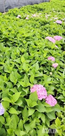 高度20厘米无尽夏绣球