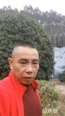 25公分桂花