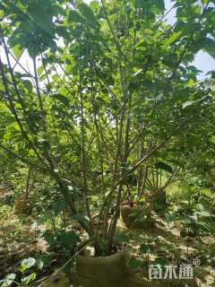 1.8公分海州常山