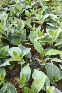 0.5公分北美冬青