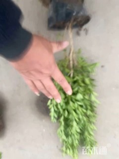 高度45厘米瓜子黄杨