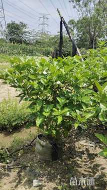 高度130厘米狗牙花