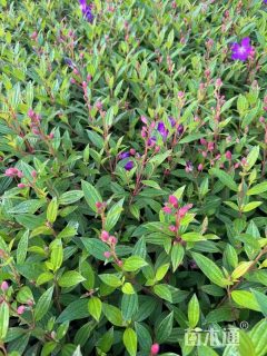 高度40厘米紫牡丹