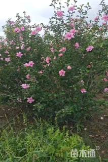 高度150厘米丛生木槿