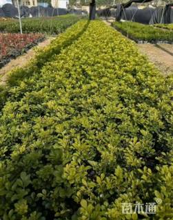 高度20厘米米兰