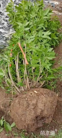 高度250厘米丛生蜡梅