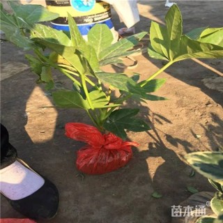 高度30厘米八角金盘小苗