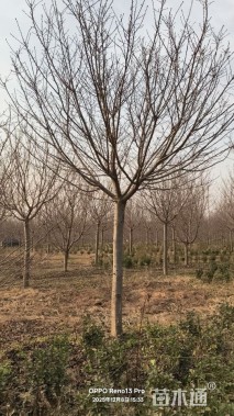 15公分高杆早樱