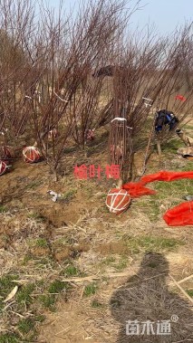 高度235厘米丛生榆叶梅