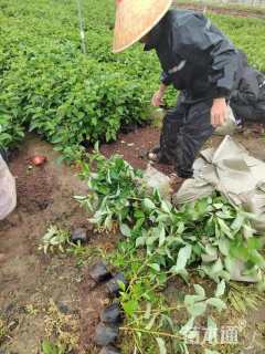 高度50厘米红瑞木