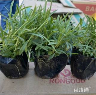 高度11厘米地被石竹