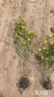 高度50厘米棣棠