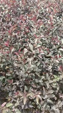 0.2公分紫叶矮樱