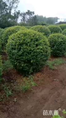 冠幅200厘米小叶女贞球