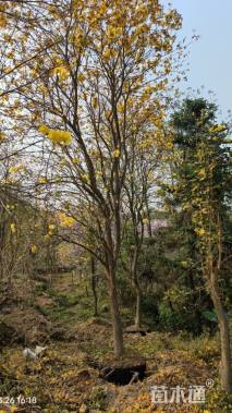 10公分黄花风铃木