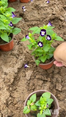 高度15厘米夏堇