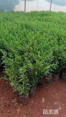 高度25厘米金叶连翘