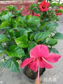 高度40厘米臭牡丹