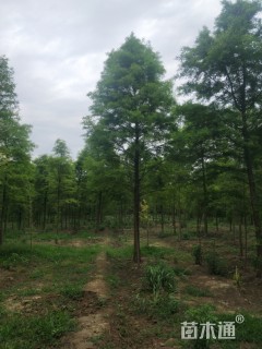 5公分北美落羽杉