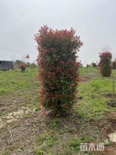 高度250厘米红叶石楠柱