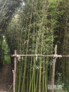 2公分竹子