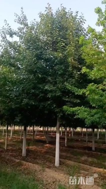 11公分北美红栎